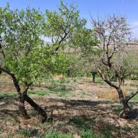 باغ بادام مامائی|فروش دفتر صنعتی، کشاورزی، تجاری|زاینده رود, |دیوار