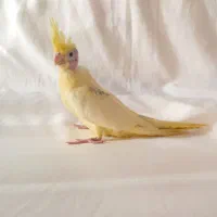 عروس هلندیدوکت