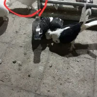 کفتر پرشی|پرنده|تهران, طیب|دیوار