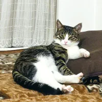 گربه ی خانگی کاملا اهلی و تربیت شده