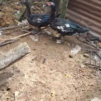 فروش چند عدد اردک اسرائیلی|حیوانات مزرعه|پایین هولار, |دیوار