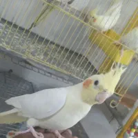 عروس هلندی مولد