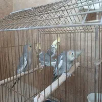 ۴تا جوجه تازه کار شده