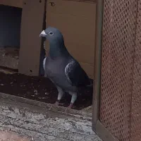 یک جفت دوبر