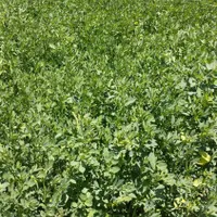 یونجه وسط چین درحد،تحویلی