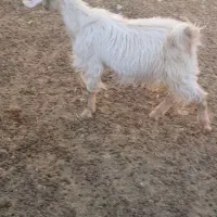 یه دونه کهره نر قیمت ۵۷۰۰|حیوانات مزرعه|داراب, |دیوار