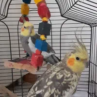 یک جفت عروس هلندی بالغ