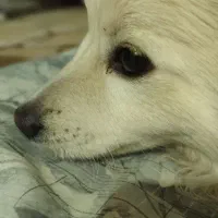 فروش سگ|سگ|بومهن, |دیوار