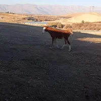 کره مادیان 7ماهه|اسب و تجهیزات اسبسواری|الشتر, |دیوار