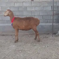 میش چینی
