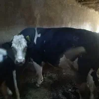 گاو نر فروشی