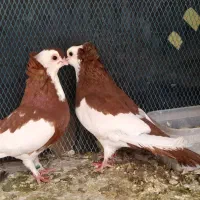 کبوترناصری یک جفت نر وماده کارداده