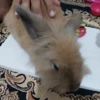 خرگوش