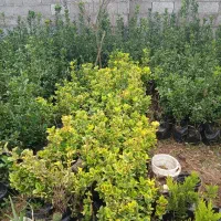 شمشاد سبز و ابلق|خدمات باغبانی و درختکاری|رشت, لاکان|دیوار