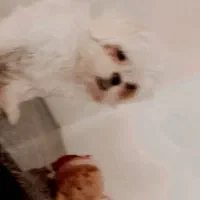 سگ شیتزو فلت