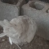 دو۲عددخروش ویک مرغ کرک محلی اصل خورموج درخدمتم|حیوانات مزرعه|خورموج, |دیوار