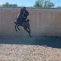 اسب کورد سیلمی