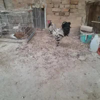 خروس محلی