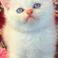 بریتیش شورت هیر|گربه|رشت, منظریه|دیوار