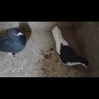 ۹عدد کبوتر رنگی وبهبهانی|پرنده|کازرون, |دیوار