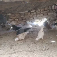 گنجه بر|پرنده|دلیجان, |دیوار