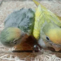 کوتوله ومرغ عشق