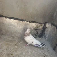 کبوتر سرور|پرنده|قم, عمار یاسر|دیوار