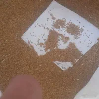 بذریونجه رنجر امریکایی درجه ۱بدون اشغال