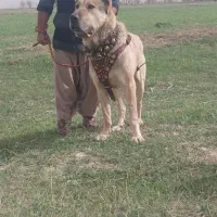واگذاری سگ