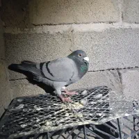 کبوتر پلاکی|پرنده|جیرفت, |دیوار