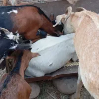 بز نزار کهره ماده و نر اطراف تازیان