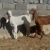 بزغاله نژاد دار