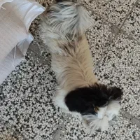 سگ خونگی تربیت شده