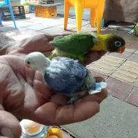 برزیلی سرلاکی رنگ خاص