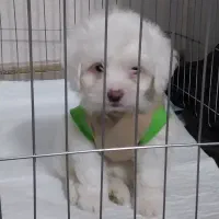 سگ اپارتمانی