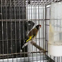 سهره و قناری|پرنده|دزفول, |دیوار