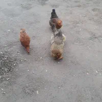۴ عدد مرغ تخمگذار بفروش میرسد