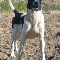 توله گوسفندی فروشی