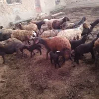 ۱۰راس میش افشاری بره دار|حیوانات مزرعه|قوچان, |دیوار