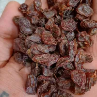 کشمش ومویز مخصوص آبگیری