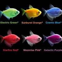 ماهی اکواریوم