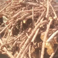 قطعکردندرختباارهبرقیوخریدارچوب
