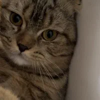 گربه اسکاتیش فولد