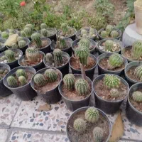 کاکتوس مناسب|گل و گیاه طبیعی|اصفهان, دستگرده|دیوار