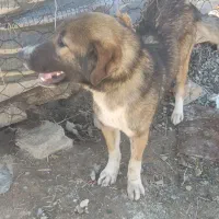 سگ نر و ماده نژاد سرابی