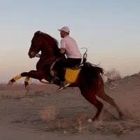 آموزش سوارکاری