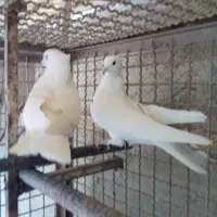 کبوتر پرشی سفید کاکلی .سرخ .قرمزی کاکلی|پرنده|کرج, فاز ۲ مهرشهر|دیوار