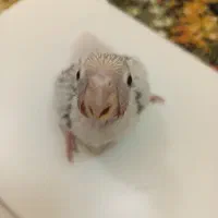 جوجه گرینچیک سرلاکی