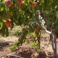 فروش باغ در طالقان،تهاتر با آپارتمان در کرج،خودرو|فروش زمین و ملک کلنگی|طالقان, |دیوار