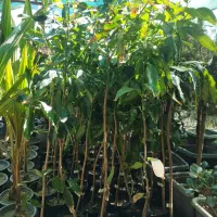 نهال انبه پاکستانی،انبه محلی